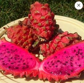 Pianta pitaya , frutto del drago