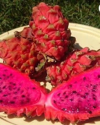 Pianta pitaya , frutto del drago