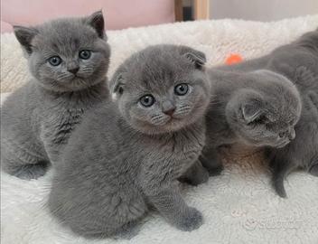 Cuccioli British Shorthair e Scottish Fold