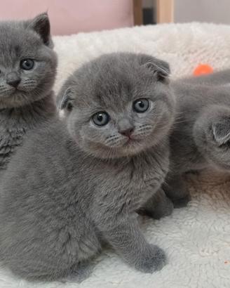 Cuccioli British Shorthair e Scottish Fold