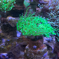 Euphyllia tonix green