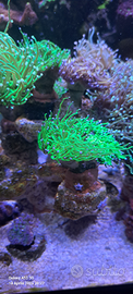 Euphyllia tonix green