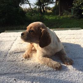 Cuccioli Breton
