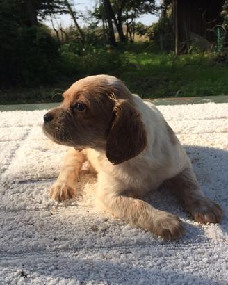 Cuccioli Breton