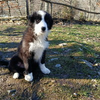 Cuccioli pedigree ENCI border collie Super Top