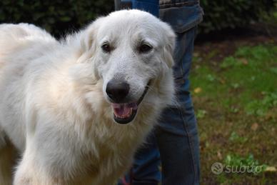 ARIOTTE der. maremmano femmina 3 anni