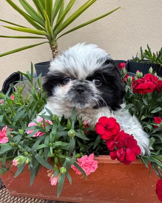 Cuccioli pechinese