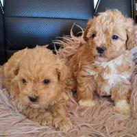 Maltipoo cuccioli