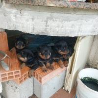 Rottwailer cuccioli nati fine novembre