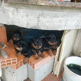 Rottwailer cuccioli nati fine novembre
