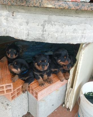 Rottwailer cuccioli nati fine novembre