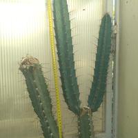 Talee Piante Grasse Cactus Cereus Cleistocactus 