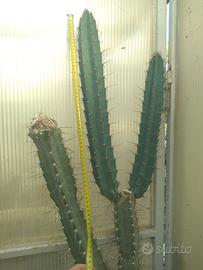 Talee Piante Grasse Cactus Cereus Cleistocactus 