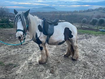Cavalla Gypsy Vanner