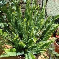 Felce ornamentale grande - ideale per balconi, gia