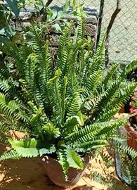 Felce ornamentale grande - ideale per balconi, gia