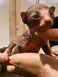 Cuccioli di Sphynx