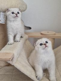 Scottish fold