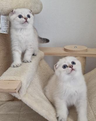Scottish fold