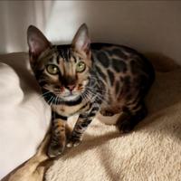Femmina gatto Bengala 6 mesi