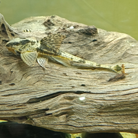 Loricaria Sp. Rio Atabapo