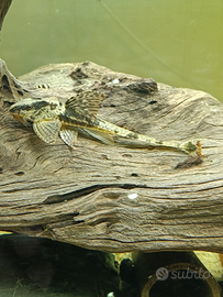 Loricaria Sp. Rio Atabapo