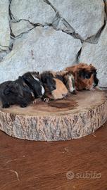 Baby porcellini d'india