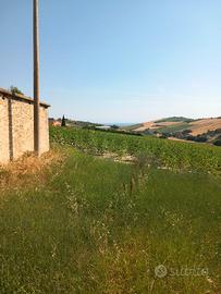 Terreno edificabile con corte di mq 3000