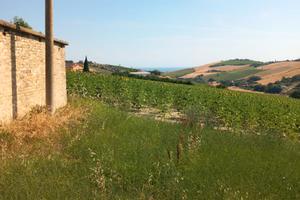 Terreno edificabile con corte di mq 3000