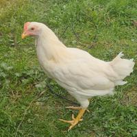 Galline