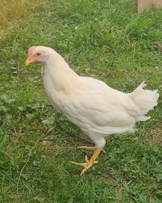 Galline
