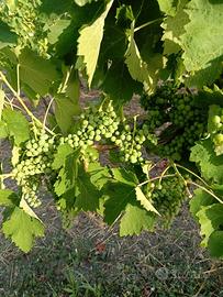 UVA AGLIANICO DA VINO