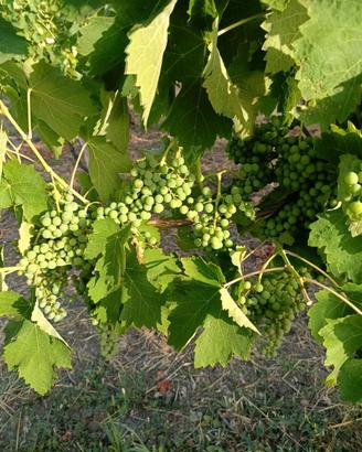UVA AGLIANICO DA VINO