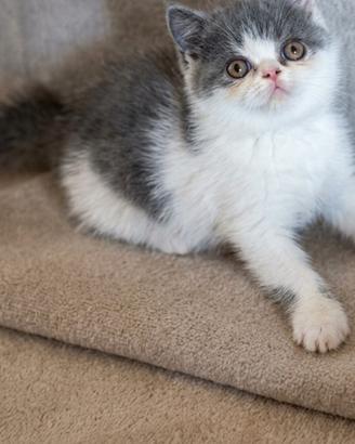 Cuccioli di razza exotic shorthai