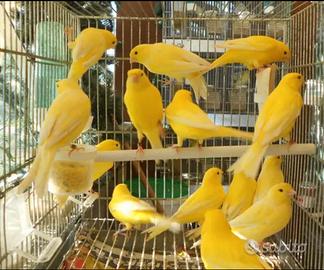 Canarini gialli femmine