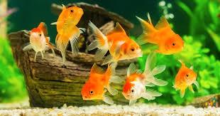 Pesce rosso 15 cm con coda bianca - sano e robusto