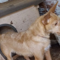 Cani da caccia