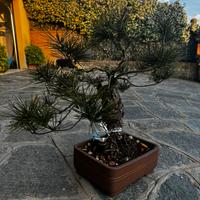 Pino Nero Giapponese Bonsai (Thunbergii)