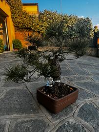 Pino Nero Giapponese Bonsai (Thunbergii)