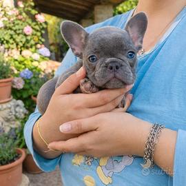 Bulldog Francese Esotico: cuccioli Total Blu