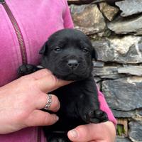 Labrador neri
