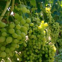 UVA GRILLO 2025 per vino bianco