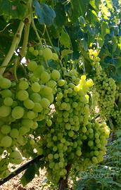 UVA GRILLO 2025 per vino bianco