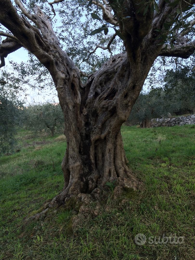 Oliveto con alberi secolari comune di Anagni (FR) - Vista 3