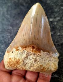 Fossile megalodonte