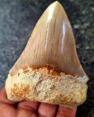 Fossile megalodonte