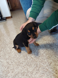 Cucciola femmina incrocio ROTTWEILER+COCKER