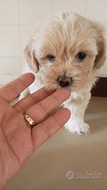 Cuccioli maltipoo