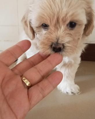 Cuccioli maltipoo