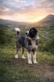 Pastore asia centrale compagno